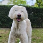 細犬