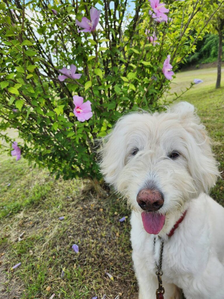 笑顔の愛犬ルーク