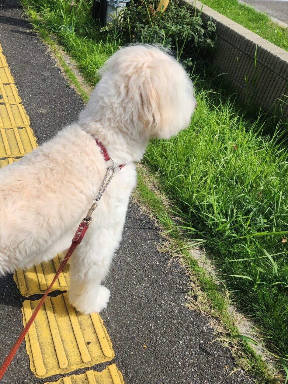 散歩犬