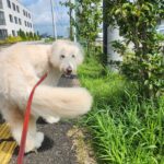 散歩犬振り返り