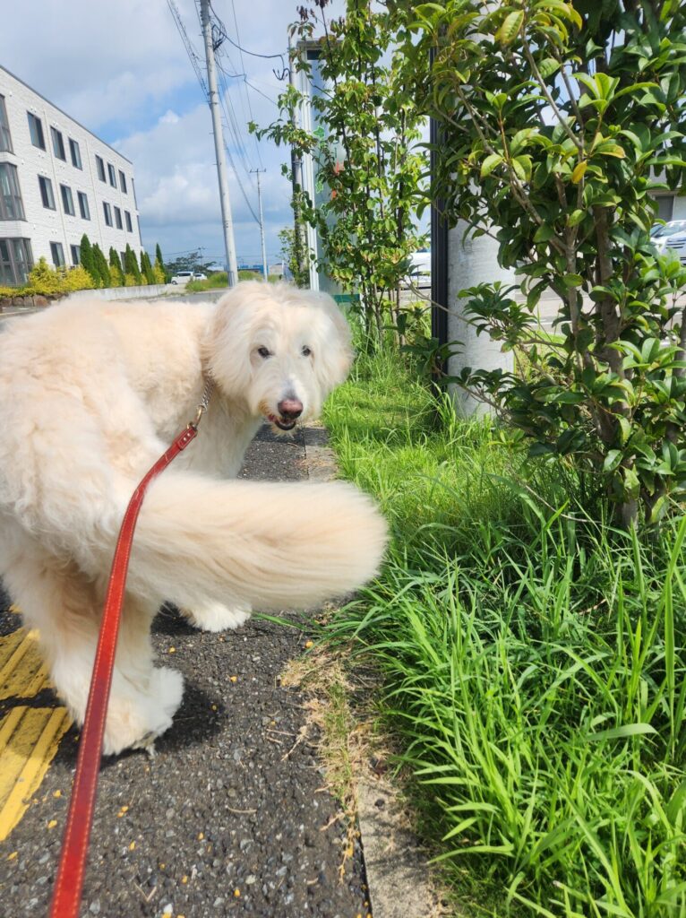 散歩犬振り返り