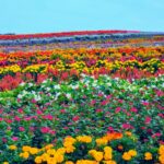 やくらいガーデン