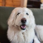 愛犬と一緒に自然満喫