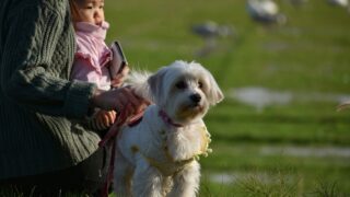 子どもも動物もOK