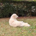 それぞれのやりたいこと