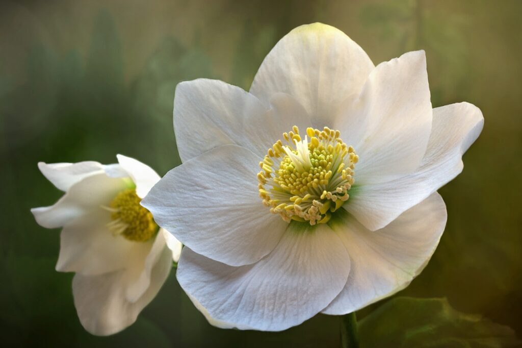 あなたの花を咲かせよう