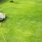 青々とした芝生