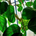 枯れる葉と新芽