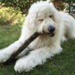 自由な動物たち