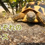 それぞれのペース