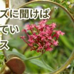 大体レタス