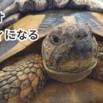 リクガメトビオ、レディになる