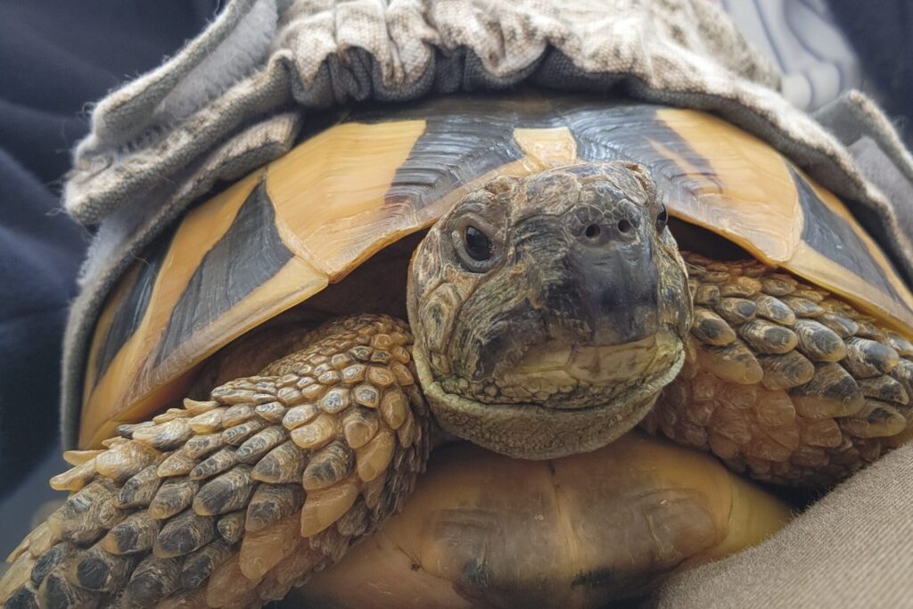 診察待ちリクガメ・トビオ