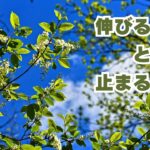「伸びるとき、止まるとき。」植物と人間の成長リズム