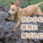 わからない世界に飛び込むとき
