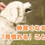 仲良くなるには見慣れることから