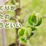 ゆっくりがあなたのちょうどいい