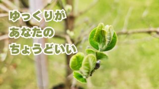 ゆっくりがあなたのちょうどいい