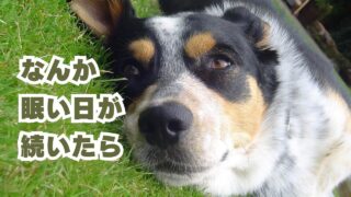 なんか眠い日が続いたら