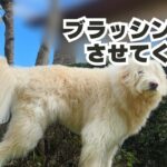 ブラッシングをさせてくれ！