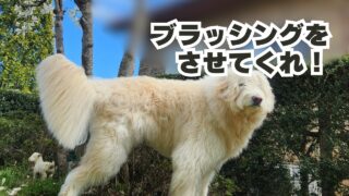 ブラッシングをさせてくれ！