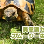 スムージー失敗談
