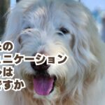 コミュニケーションツールはなんですか