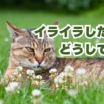 イライラしたときどうしてる？