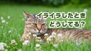 イライラしたときどうしてる？