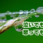 泣いてもいい怒ってもいい