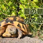 夏の朝とカメ散歩
