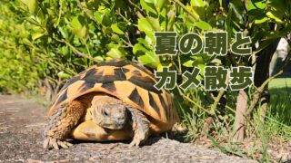 夏の朝とカメ散歩