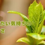 伸びたい気持ちの大切さ