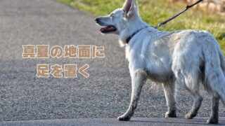 真夏の地面に足を置く