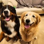 大型犬カフェ・エルディ