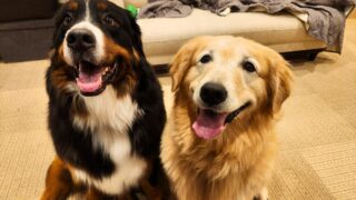 大型犬カフェ・エルディ