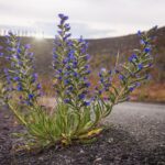 未熟さを歩く理由に