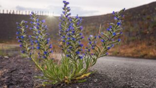 未熟さを歩く理由に