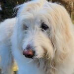 ふっかつのじゅもん