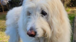 ふっかつのじゅもん