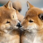 すみませんよりありがとう