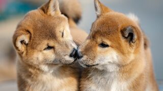 すみませんよりありがとう