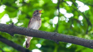 解放で歌いたい日