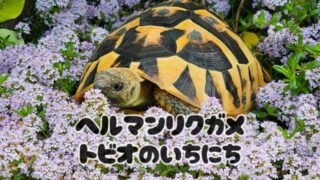 トビオ動画つくりました