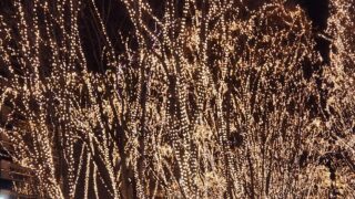 光のページェント