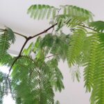 緑が過ぎる暮らしです