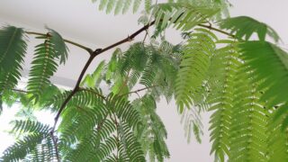 緑が過ぎる暮らしです