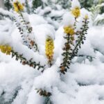 雪の日の過ごし方