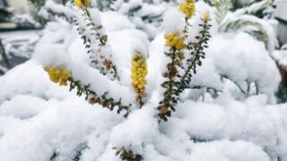 雪の日の過ごし方