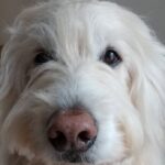 推し活って素敵